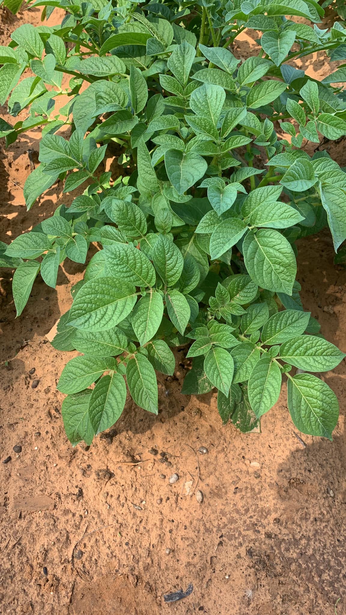 زراعة البطاطس والحقول