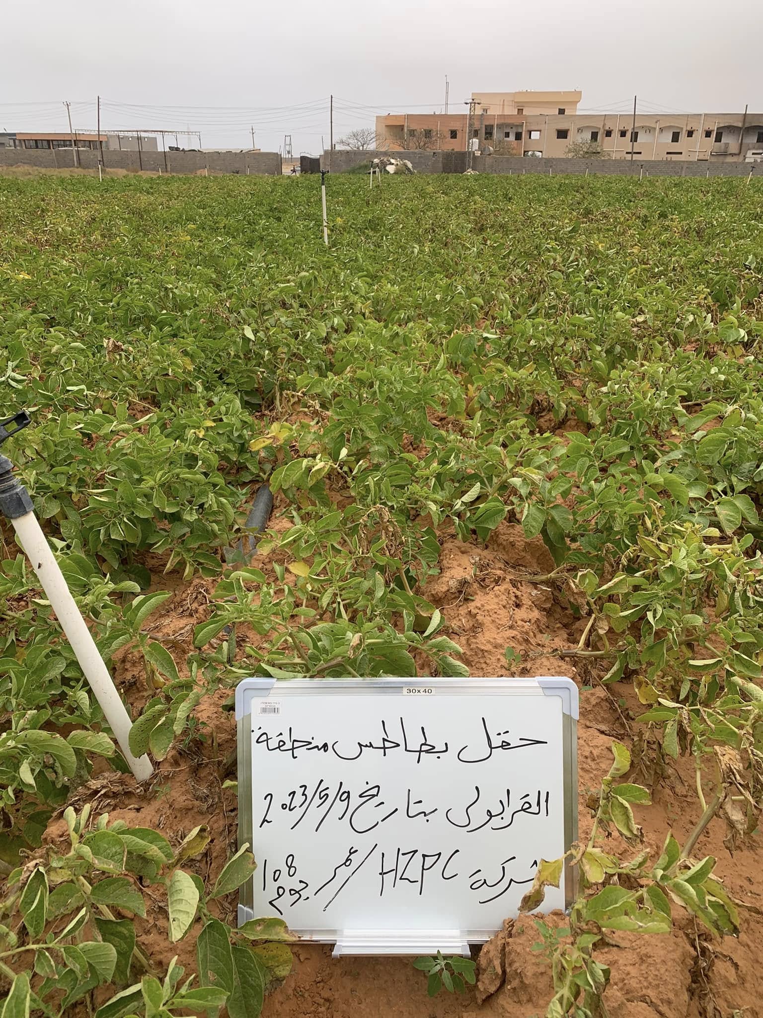 زراعة البطاطس والحقول