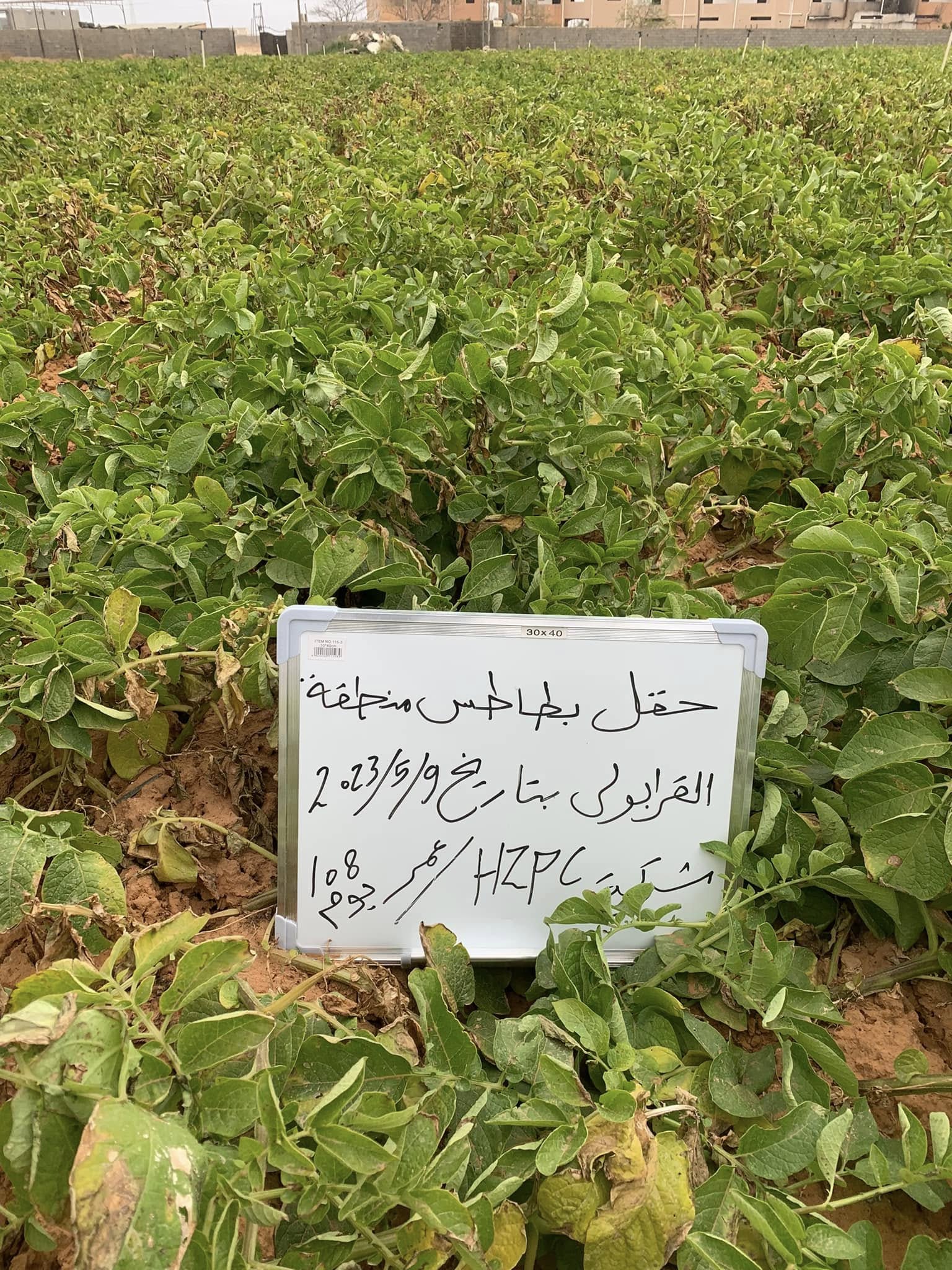 زراعة البطاطس والحقول