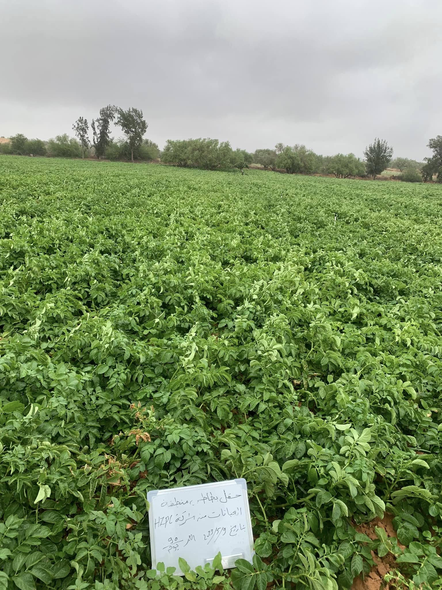 زراعة البطاطس والحقول