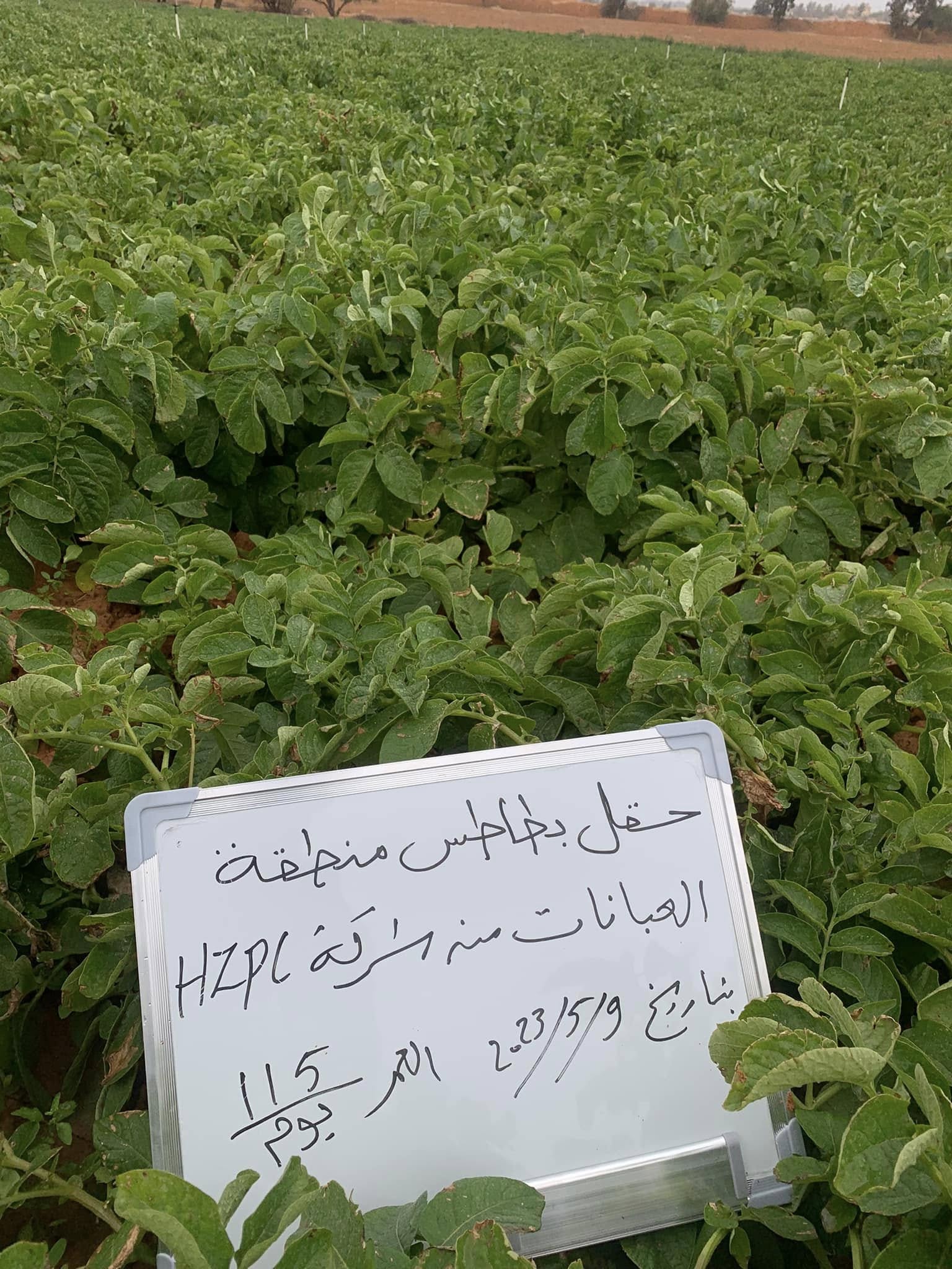 زراعة البطاطس والحقول