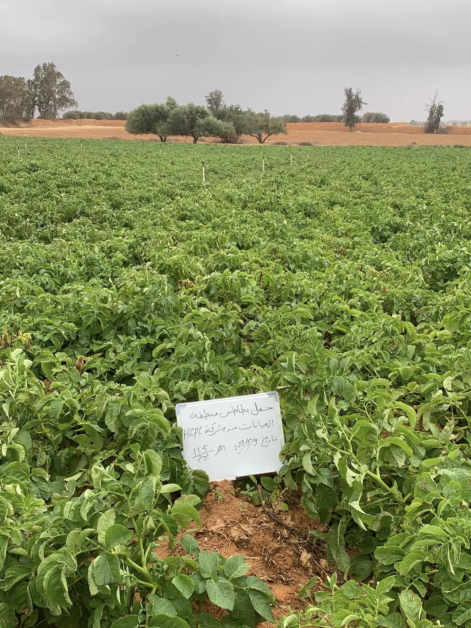 زراعة البطاطس والحقول