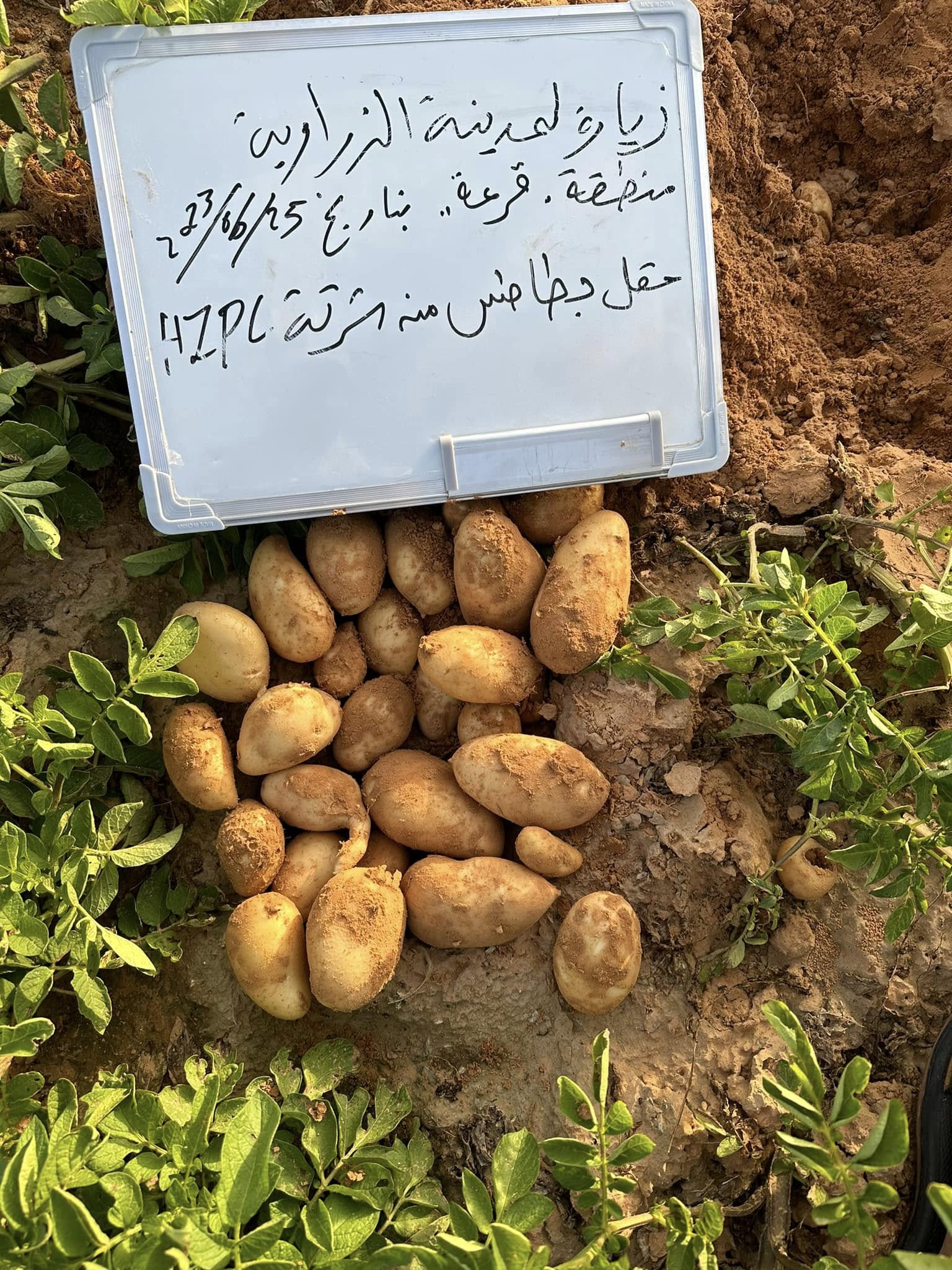 حقول إنتاج تقاوي البطاطس
